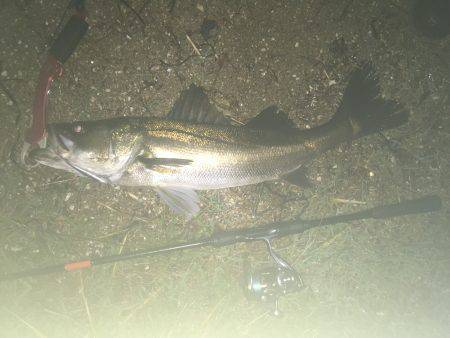 状況一変して２本